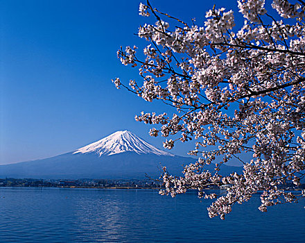 富士山,樱花,湖,日本