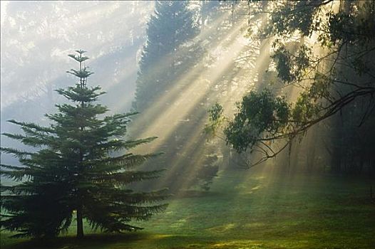 阳光,晨雾,丹顿农山脉,维多利亚,澳大利亚