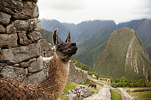 南美,秘鲁,马丘比丘,特写,美洲驼,石头,遗址,世界遗产