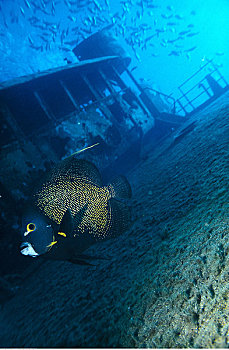 水下视角,法国,刺蝶鱼,残骸,大开曼岛