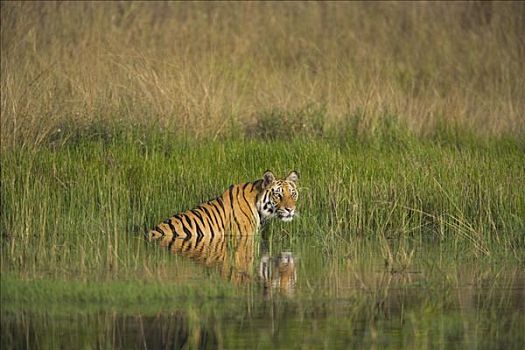 孟加拉虎,虎,走,水中,洞,干燥,季节,四月,班德哈维夫国家公园,印度