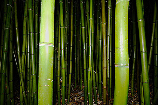 绿色,竹子,茎,树林