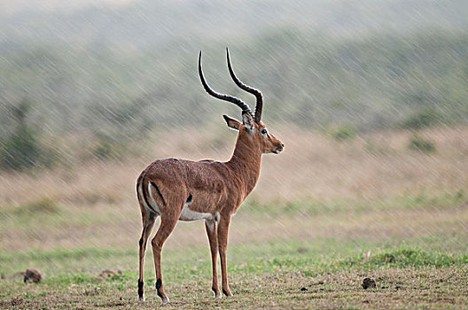 黑斑羚,肯尼亚