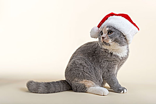 英国短毛猫,小猫,6个月,蓝色,圣诞帽
