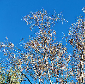 澳大利亚,内陆地区,树,叶子,蓝天
