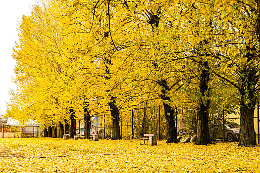 圣彼得堡黄叶