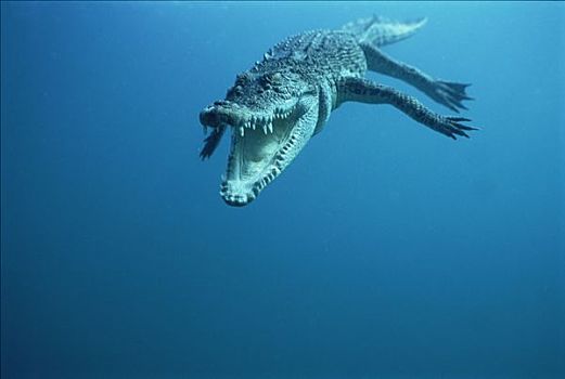 咸水鳄,湾鳄,游泳,水下,巴布亚新几内亚