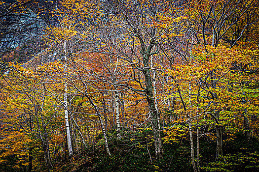 树林,树,佛蒙特州,美国