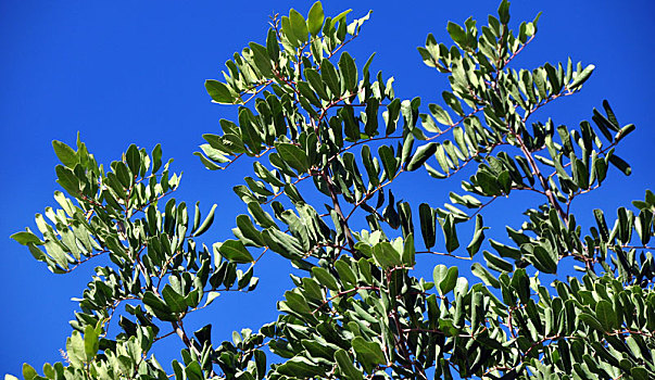 橄榄枝,鲜明,蓝天
