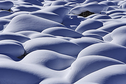 特写,雪,碧玉国家公园,艾伯塔省,加拿大