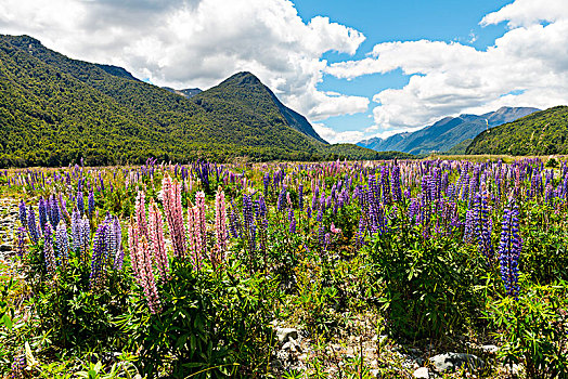 紫色,羽扇豆属植物,羽扇豆,正面,山景,峡湾国家公园,南部地区,区域,新西兰,大洋洲