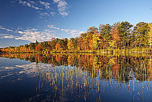 秋色,区域,安大略省,加拿大