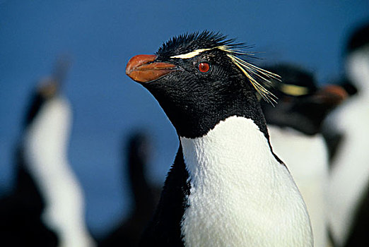 福克兰群岛,凤冠企鹅,特写