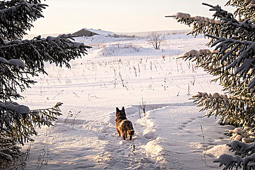 狗,向外看,积雪,风景,远景,农舍,俄罗斯