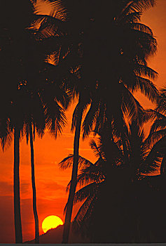 马来西亚,兰卡威,日落,棕榈树