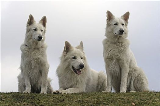 白色,瑞士,母狗,左边,右边,雄性,中间,坐,靠近,草地