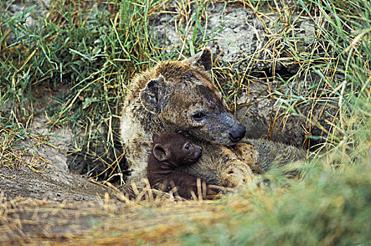 斑鬣狗,女性,幼兽,巢穴,入口,马赛马拉,公园,肯尼亚