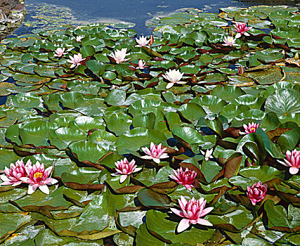 荷花,水塘