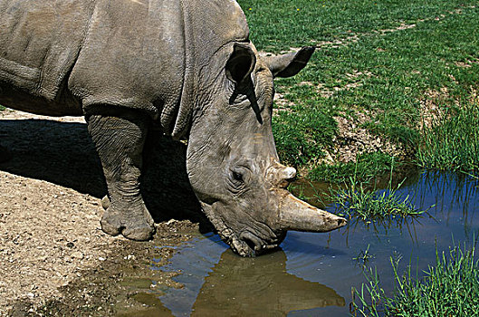白犀牛,成年,水边,洞,南非