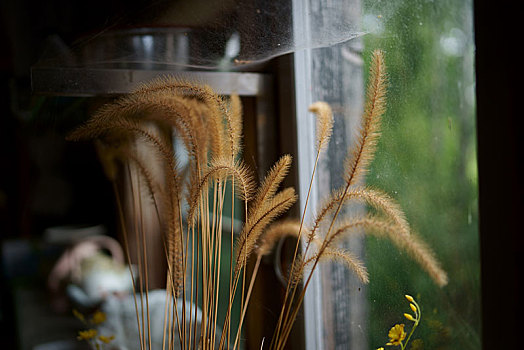 小麦,窗户