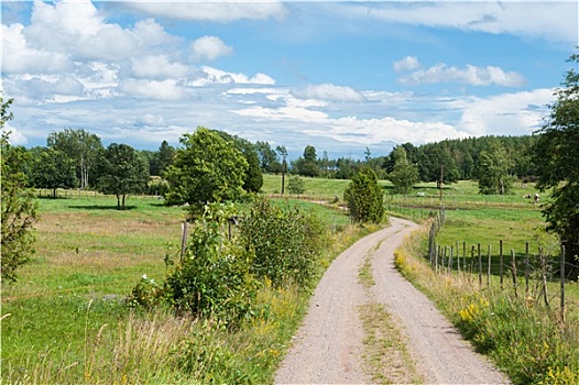 风景,土路,乡村,瑞典