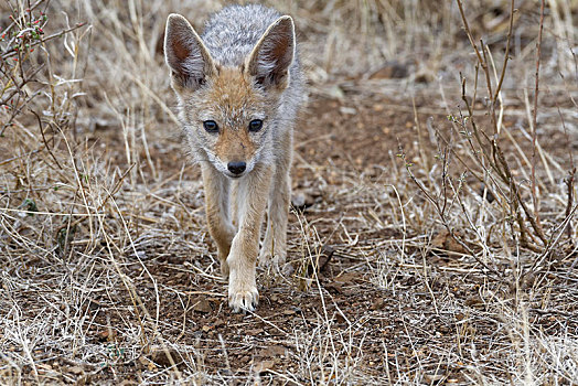 黑背狐狼,幼兽,走,干燥,地面,克鲁格国家公园,南非,非洲