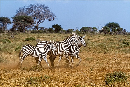三个,斑马,国家公园,肯尼亚