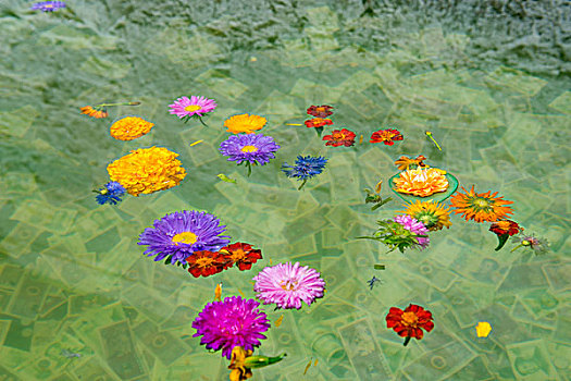 抛洒在水中的菊花