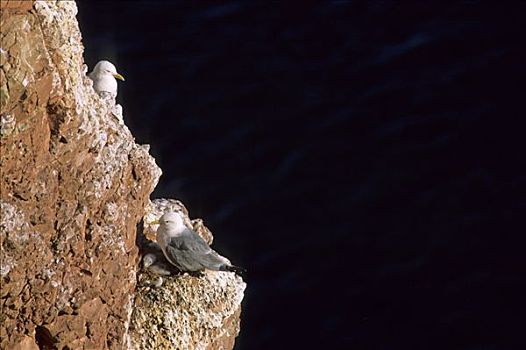 三趾鸥,砂岩,悬崖,赫尔戈兰岛,石荷州,德国