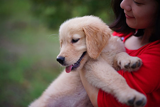 金毛犬幼犬