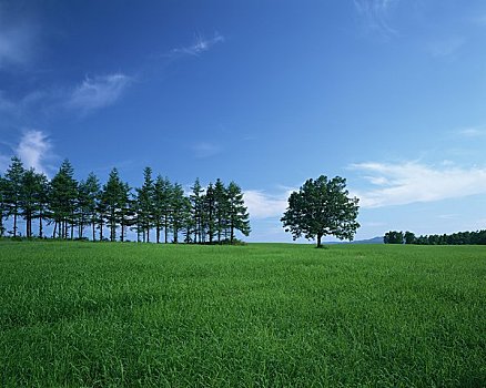 草,树林