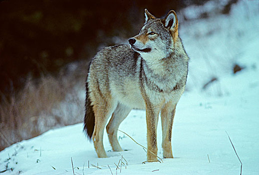 东方,加拿大,狼,犬属,非洲野犬属,五月,灰狼,濒临灭绝,红色,安大略省