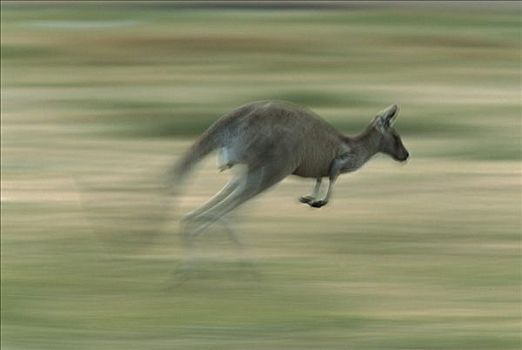 大灰袋鼠,灰袋鼠,雌性,跳跃,国家公园,澳大利亚