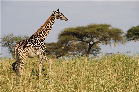 马赛长颈鹿,公园,坦桑尼亚,非洲