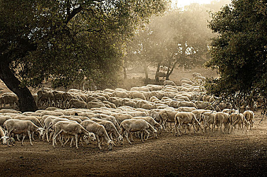 绵羊,牧群