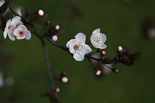 紫叶李