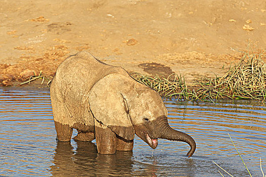 非洲,大象,浴,西察沃国家公园,肯尼亚