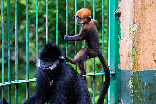 广西梧州,人工饲养繁殖的第八代黑叶猴成功存活