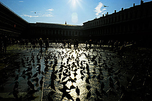 意大利,威尼斯,鸽子,逆光,圣马可广场
