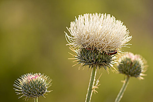 白色,蓟属植物,红岩峡谷,国家保护区,拉斯维加斯,内华达