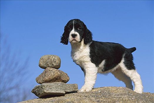 英国史宾格犬,狗,小狗,站立,石头