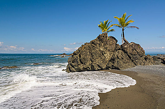 椰树,椰,岩石上,海滩,蓬塔雷纳斯省,哥斯达黎加,北美