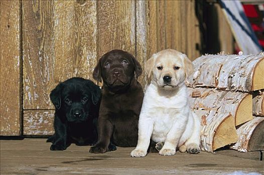 拉布拉多犬,狗,彩色,小狗,黑色,巧克力,黄色,旁侧,原木