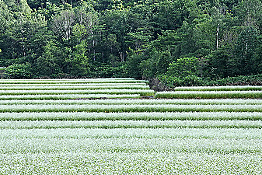 荞麦田