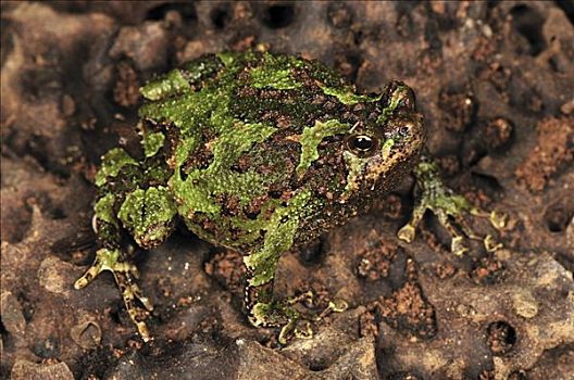 绿色,挖洞,青蛙,安达斯巴曼塔迪亚国家公园,马达加斯加