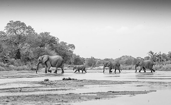 非洲象,大象,牧群,穿过,沙子,河