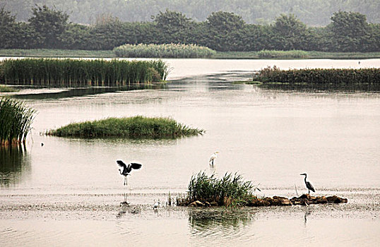 南沙湿地公园