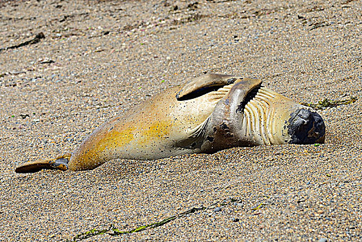 象海豹,躺着,背影,海滩,阿根廷,南美
