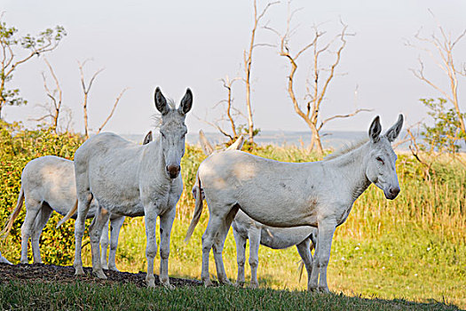 四个,白色,驴,巴洛克,国家公园,湖,北方,布尔根兰,奥地利,欧洲