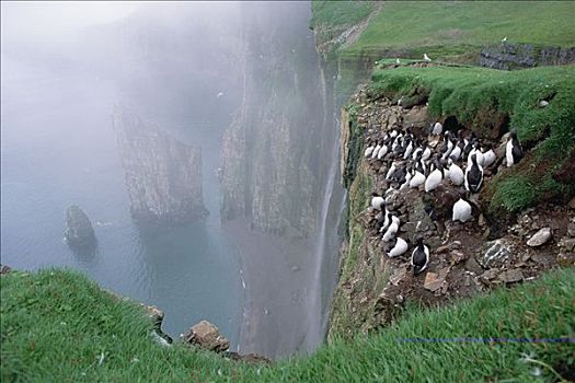 海雀,厚嘴海鸦,三趾鸥,南方,海岸,悬崖,熊,岛屿,挪威,北极